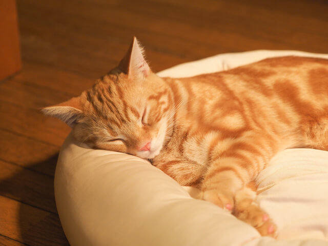 猫は一緒に寝る人を選ぶの？猫に選ばれる人の特徴を解説のサムネイル画像